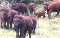 The Elephants in Thekkady