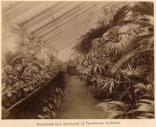 Tropical section of a huge Tomsk State University greenhouse in the Russian Empire, 1890s (public domain).