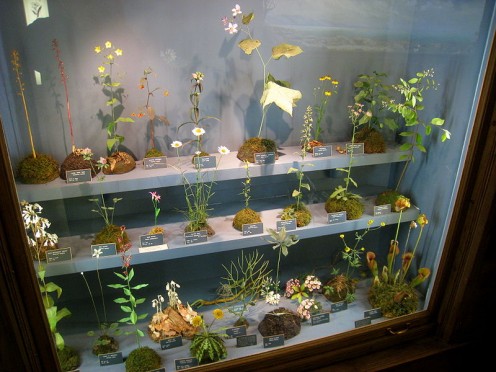 Botanical models built by George & Paul Marchand; Buffalo NY Museum of Science (public domain).