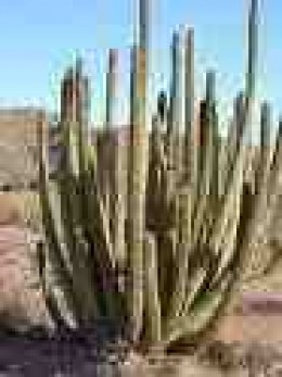 A Cardon Cactus: Fruit and Facts