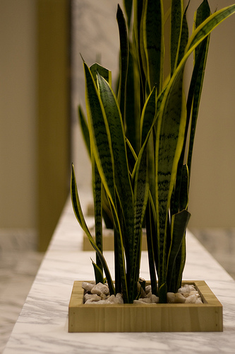 Fake Plant