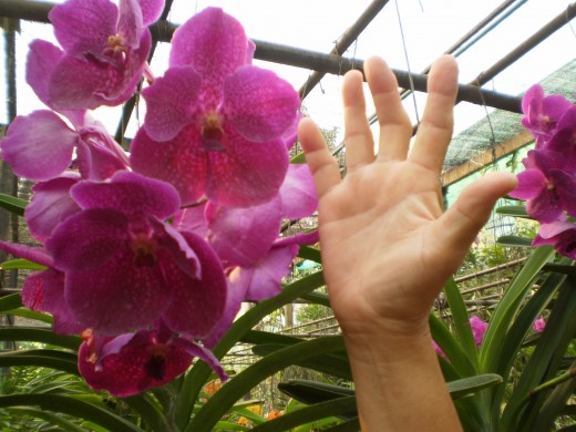 Orchids as huge as a hand in Chiang Mai, Thailand.