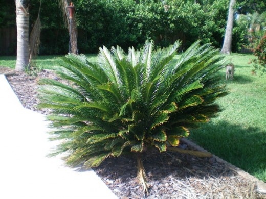 The Sago Palm The Sago Palm