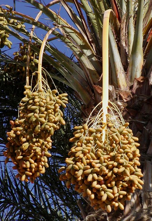 Date Palm Date Palm