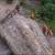 One of Brazil's uncontacted tribes in the Amazon jungle One of Brazil's uncontacted tribes in the Amazon jungle
