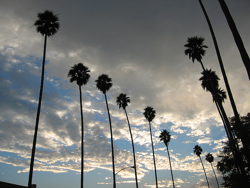 Beautiful Palm Trees Beautiful Palm Trees
