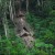 They face real threat of having their domain land-grab by illegal loggers They face real threat of having their domain land-grab by illegal loggers