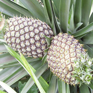 Some people experience increased migraines with fresh pineapples.