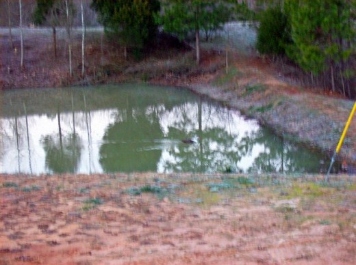 One corner of the pond on my sister's property