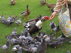 Photo courtesy of molly duker of Flickr Photos