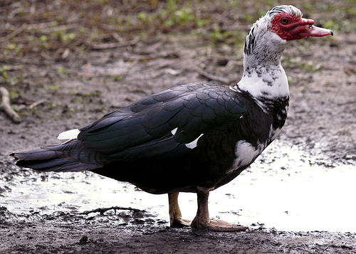 Photo courtesy of E300DSLR from Flickr Photos