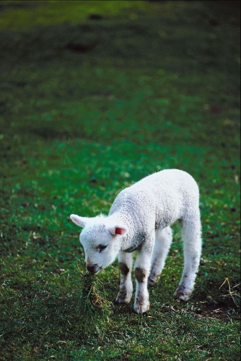 Eating Grass