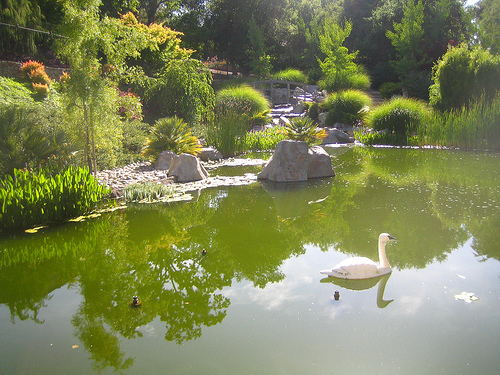 A pond. Not plastic, but hey... A pond. Not plastic, but hey...