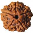 Rudraksha Beads Therapy brings better results than Magnetic Therapy in Curing Diseases