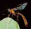The Wasp