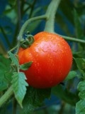 How to Water Tomato Plants With Your Smartphone