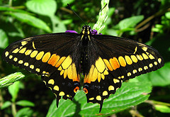 The beautiful Swallowtail.