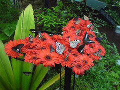 Red flowers attract both hummingbirds and Butterflies
