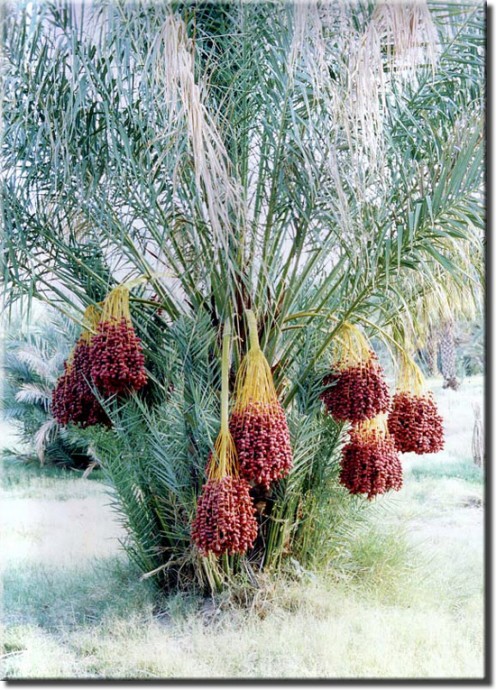 courtesy of chinaranch.com