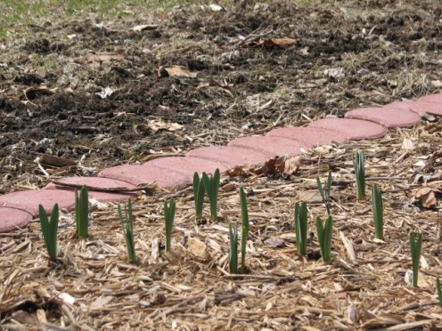Daffodils pushing up to seek the sun