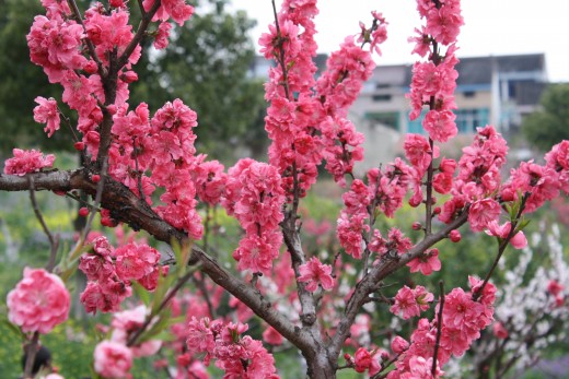Blossom