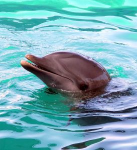 What if we evolved from the dolphins?