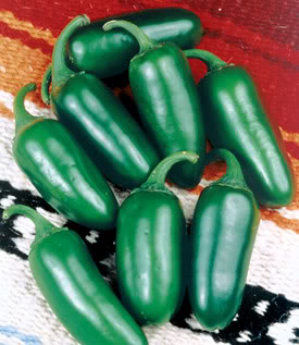 Jalapeno Peppers, another common chili, are smaller and hotter than the Anaheim.  Their Scoville rating is 2,500-8000 units.