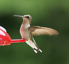 Hovering Hummingbird, the only bird able to Fly Backwards!.....All photos courtesy Flickr.