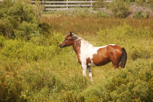 Banker Ponies of Ocracoke Island
