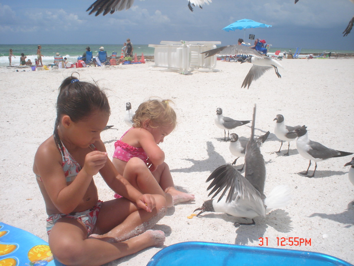 Anna Maria Island is great for bird lovers!