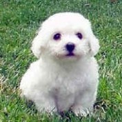Bichon Puppies profile image