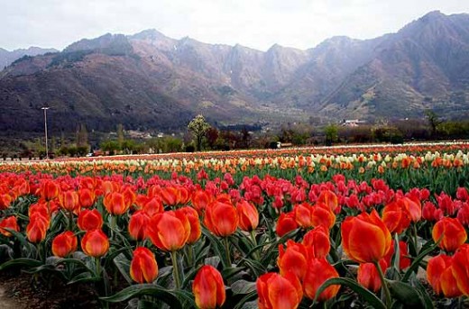 Colorful Siraj bagh in Kashmir valley
