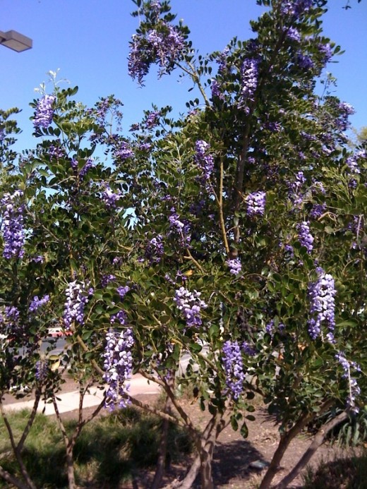 Mountain Laurel