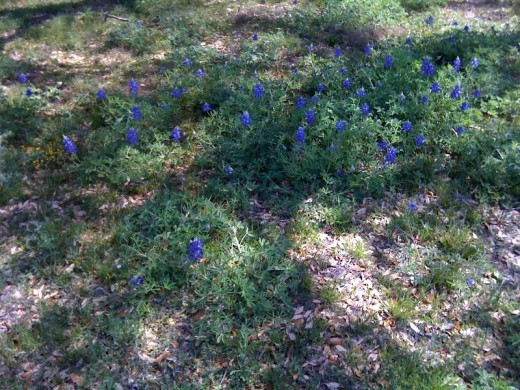 A touch of bluebonnets