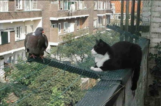 Cat weighing up risk-reward ratio of a pigeon dinner