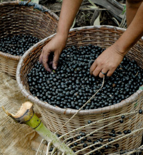 A basket full of acai berries