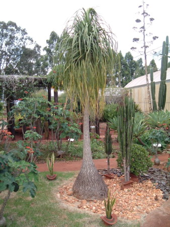 The Ponytail Palm
