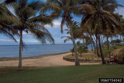 Coconut Palms