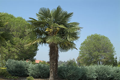 Windmill Palm (http://www.s-dland.com/)