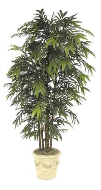 Bamboo Palm (http://sawgrasslandscapemanagement.com)