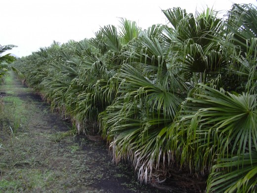 Chinese Fan Palm