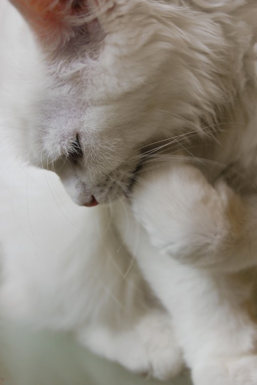 Cats groom themselves much of the day.  Cat grooming supplies help them with their maintenance.