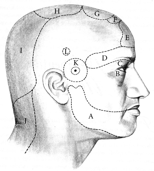 The 107 points or marmas on the scalp that are connected to the vital organs.