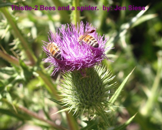 Two wild bees on a thistle; crab spider in center.