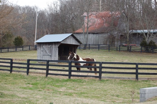 Spring on the farm
