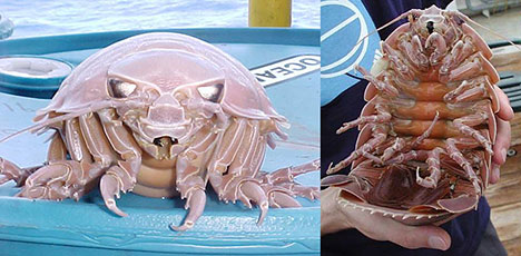 giant isopod picture