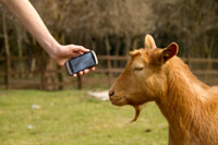 Google language translator for goats