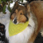 Arf Scarfs profile image