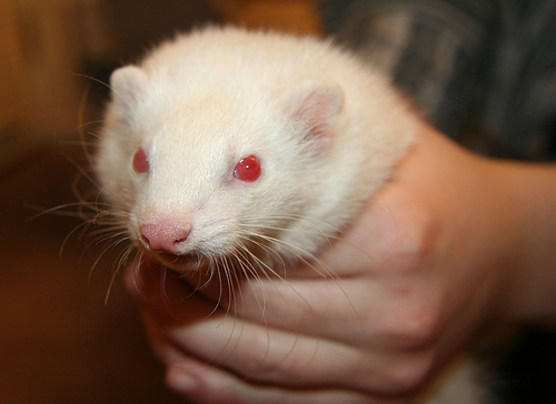 Telegraph reports ferrets are instrumental in spreading broadband access.  Image by AMagill, courtesy of flickr.