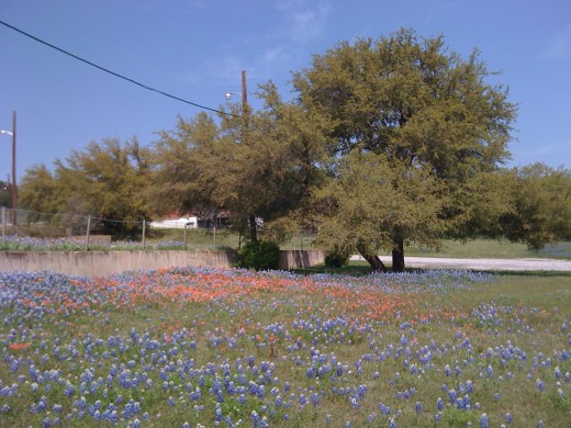 Fields of color